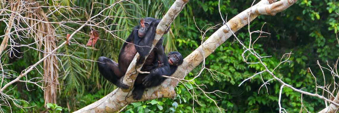 Les Amis des Bonobos en Europe